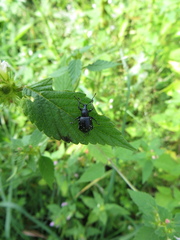 Otiorhynchus gemmatus