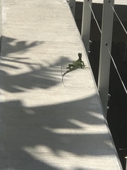 Iguana iguana