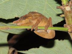 Calumma crypticum