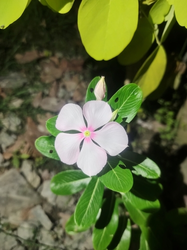 Madagascar Periwinkle
