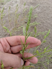Corispermum villosum