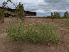 Corispermum villosum