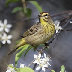 Palm Warbler photo 3