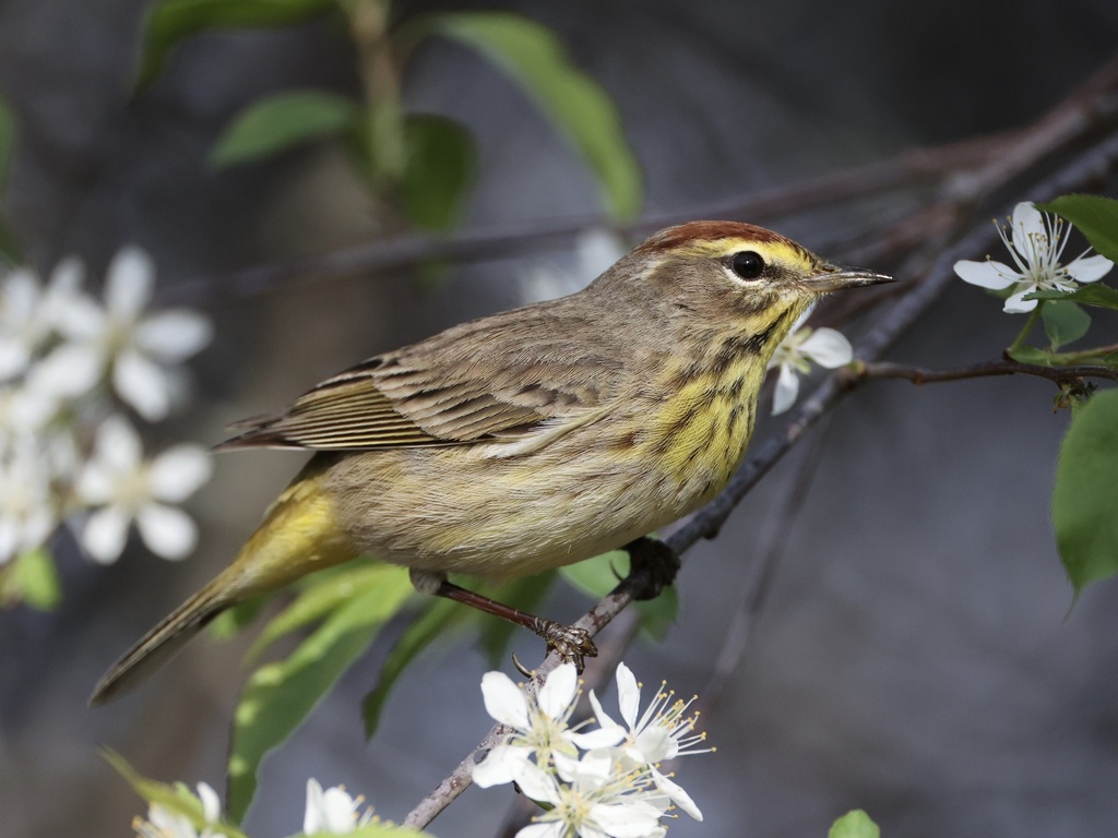 Palm Warbler photo