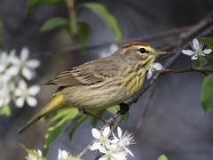 Palm Warbler photo 4