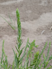 Corispermum villosum