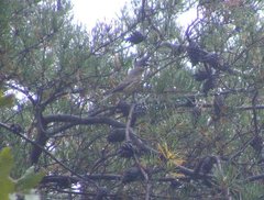 Setophaga kirtlandii