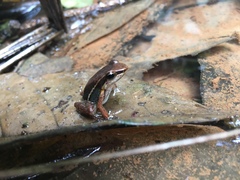 Leucostethus fraterdanieli