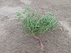 Corispermum villosum
