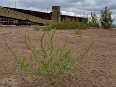 Corispermum villosum