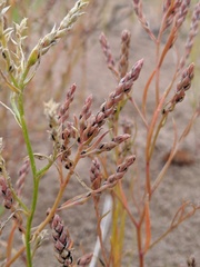 Corispermum villosum