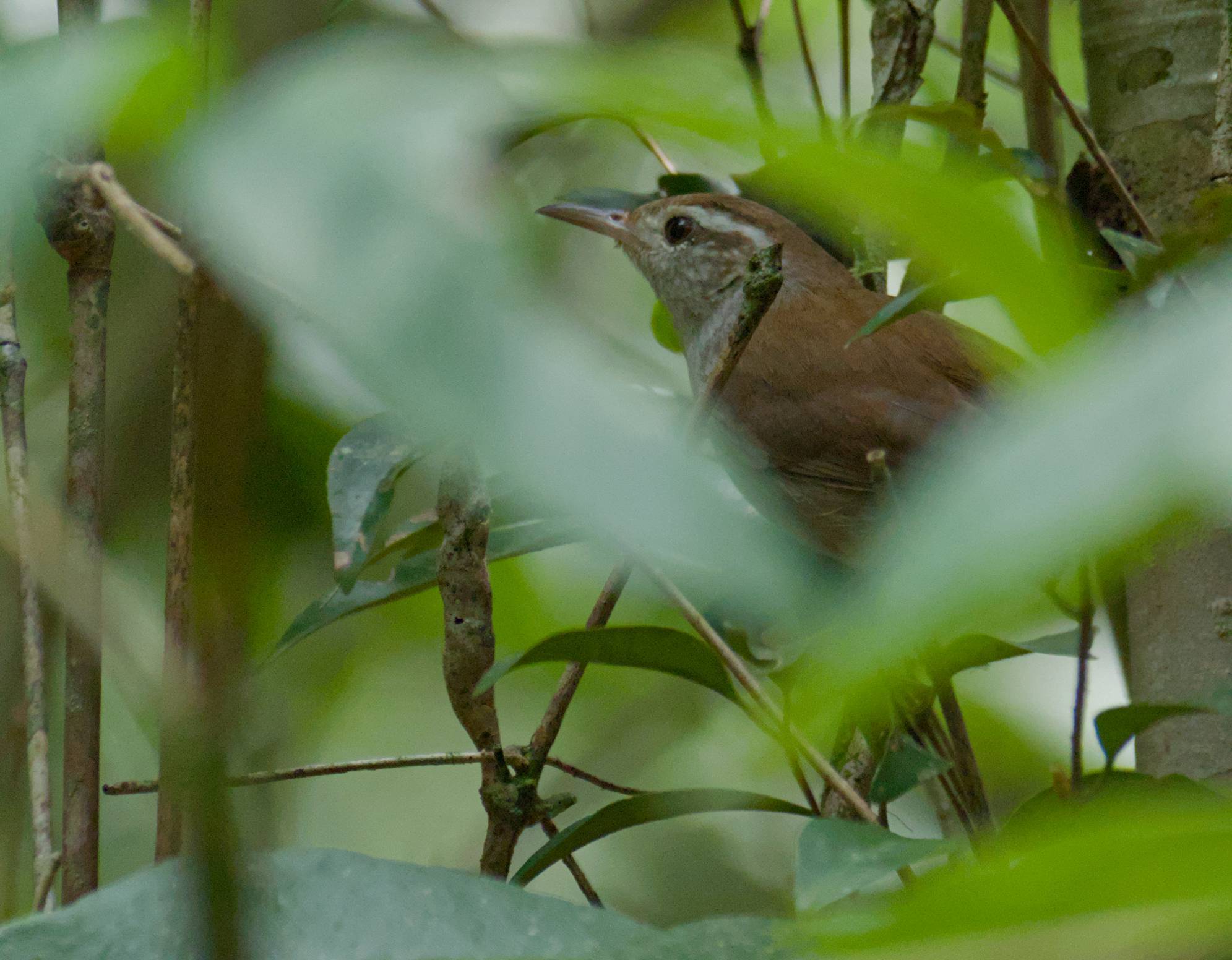 White-bellied Wren (Uropsila leucogastra), photo 6