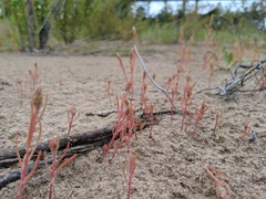 Corispermum villosum