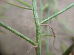 Corispermum villosum