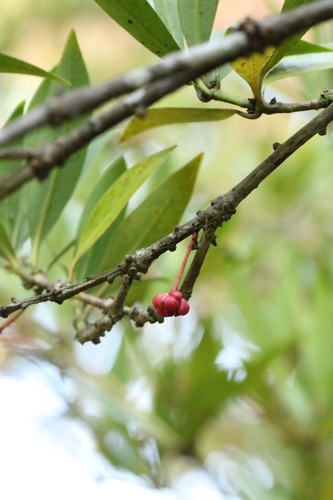 Image of Illicium Dunnianum (Illicium dunnianum) by no rights reserved