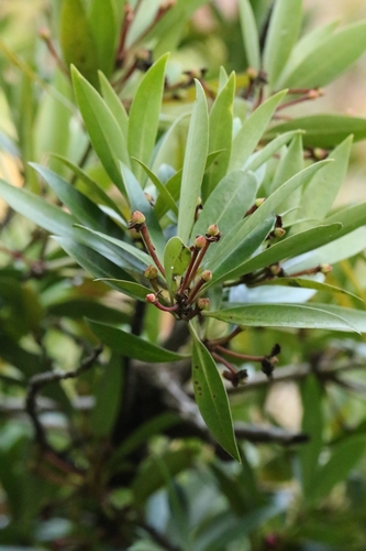 Image of Illicium Dunnianum (Illicium dunnianum) by no rights reserved