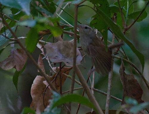 White-bellied Wren (Uropsila leucogastra), photo 7