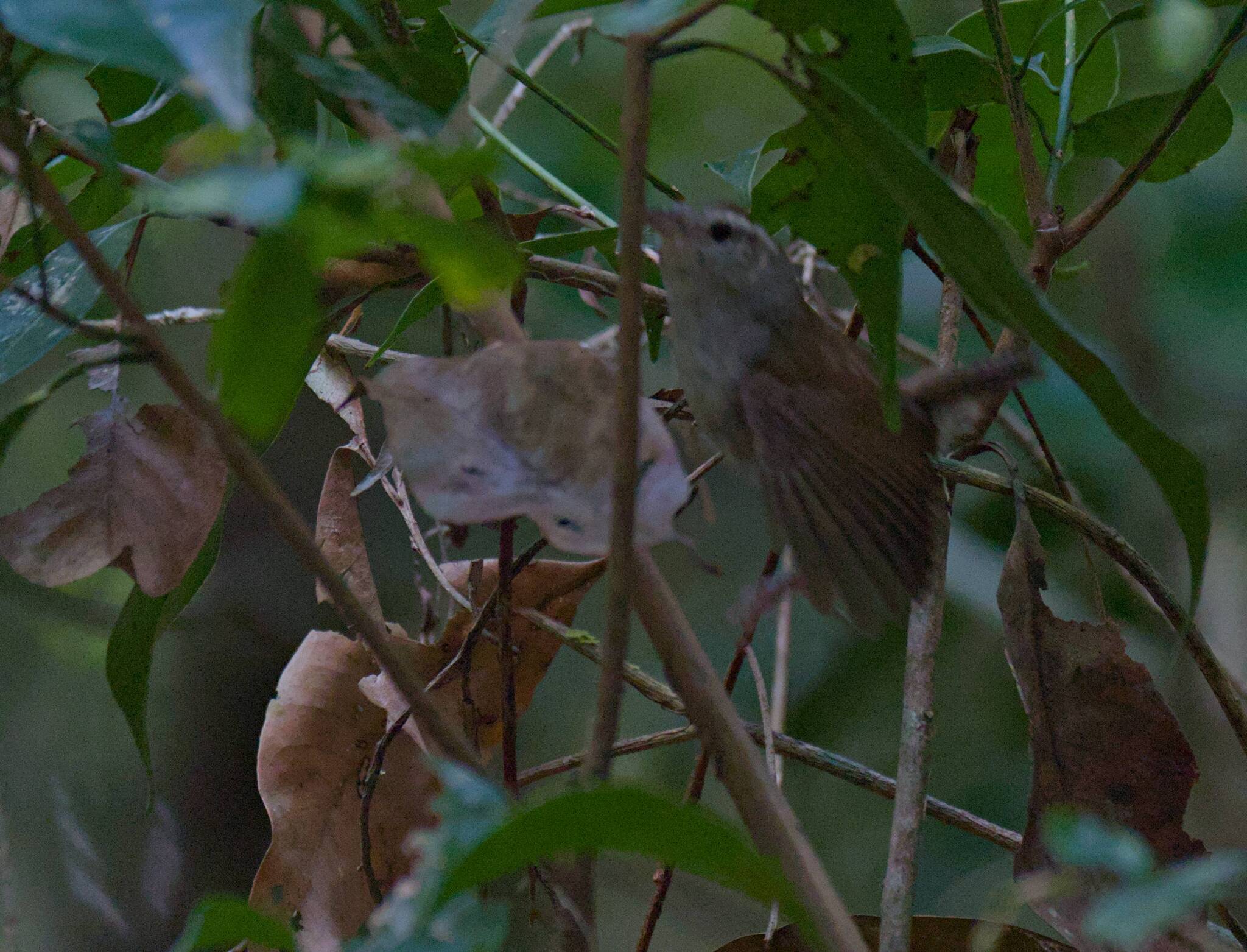 White-bellied Wren (Uropsila leucogastra), photo 7