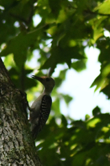 Melanerpes carolinus image