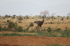 Struthio molybdophanes