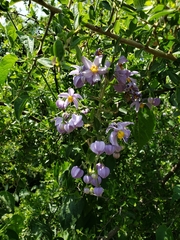 Solanum dulcamaroides