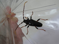 Andraegoidus rufipes