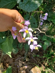 Solanum dulcamaroides