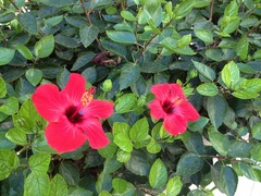 Hibiscus rosa-sinensis