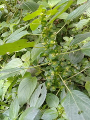 Acalypha mexicana