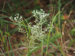 Eupatorium hyssopifolium