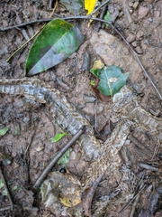 Pantherophis alleghaniensis