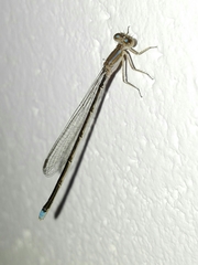 Argentagrion ambiguum