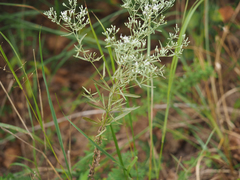 Eupatorium hyssopifolium