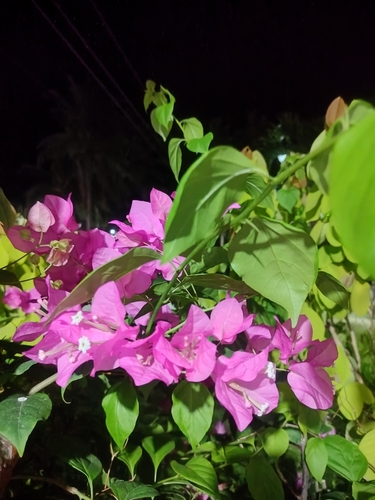 beautiful bougainvillea