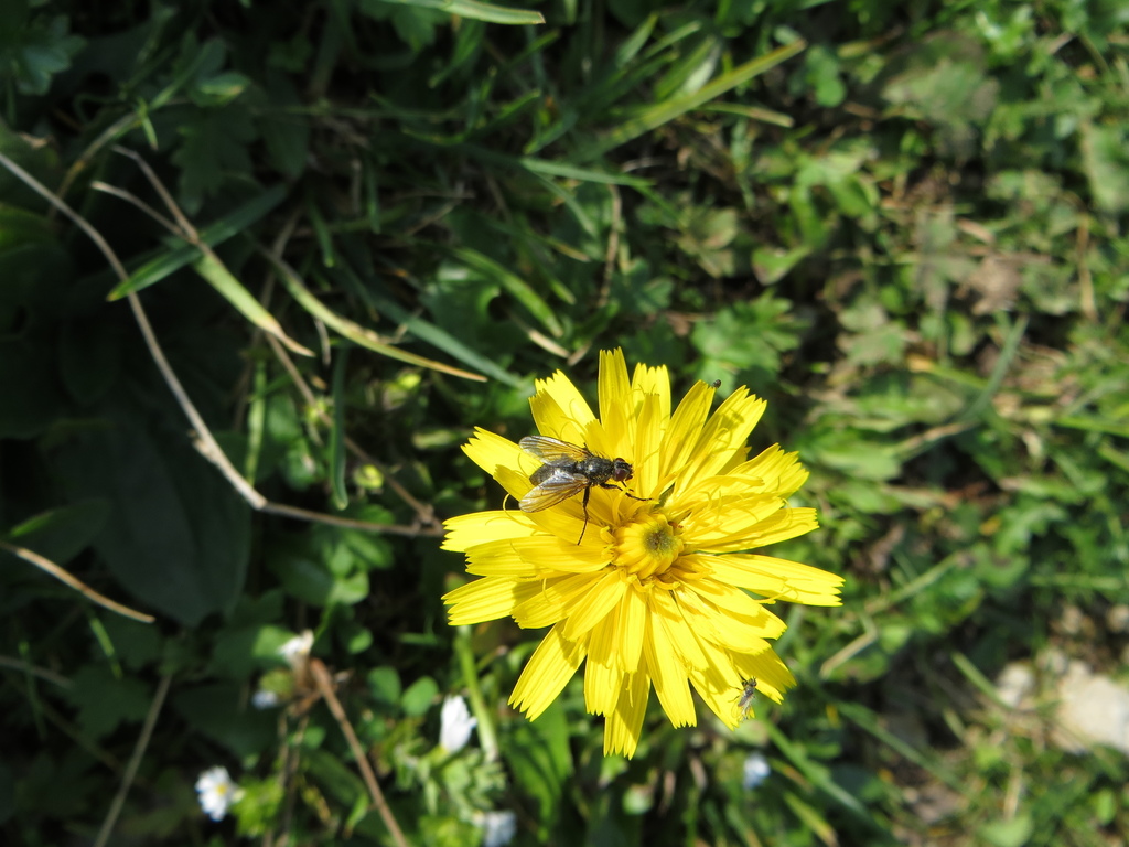 Helina cinerella