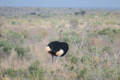 Struthio molybdophanes