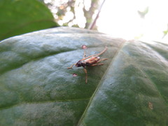 Compsibidion graphicum