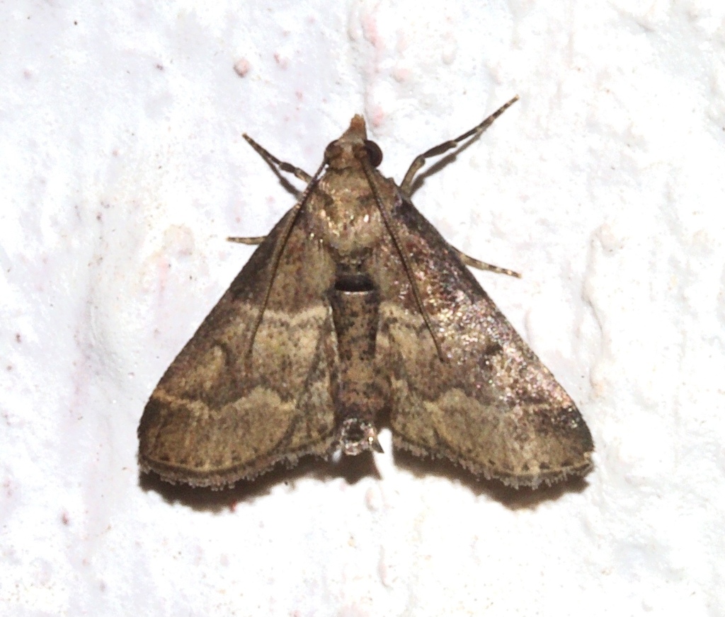 Diloxia