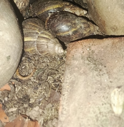 African Giant Snail