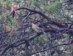 Setophaga kirtlandii