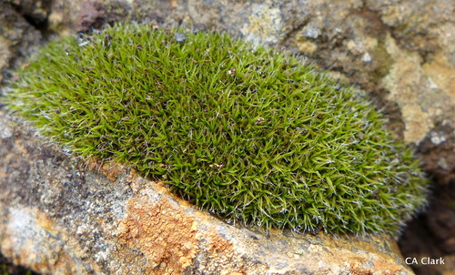Grimmia longirostris observed 2016-08-14