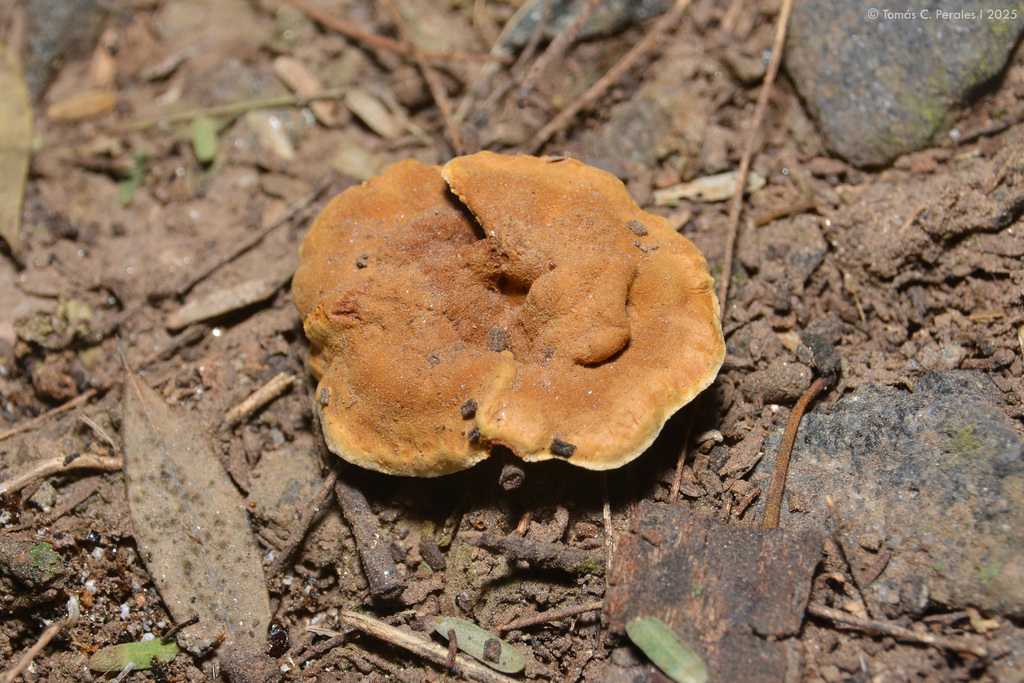 Coltricia stuckertiana