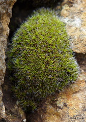 Grimmia longirostris