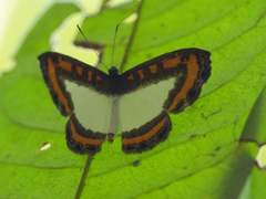 Nymphidium caricae