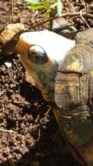 Terrapene carolina yucatana