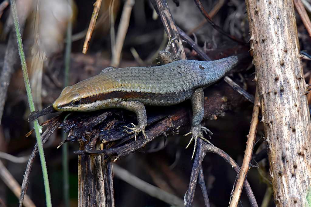 Subic Bay Sun Skink