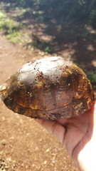 Terrapene carolina yucatana