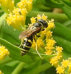 Philanthus lepidus