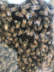Apis mellifera