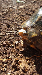 Terrapene carolina yucatana